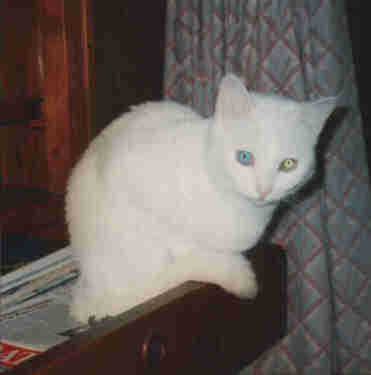 Cashmere, the cat - 8372 Bytes